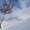 Glen-Shee-Tree-Kim-Bowen