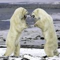 Polar-Bears-Sparring