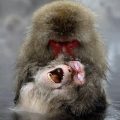 Snow-Monkey-Ecstacy-Frank-M