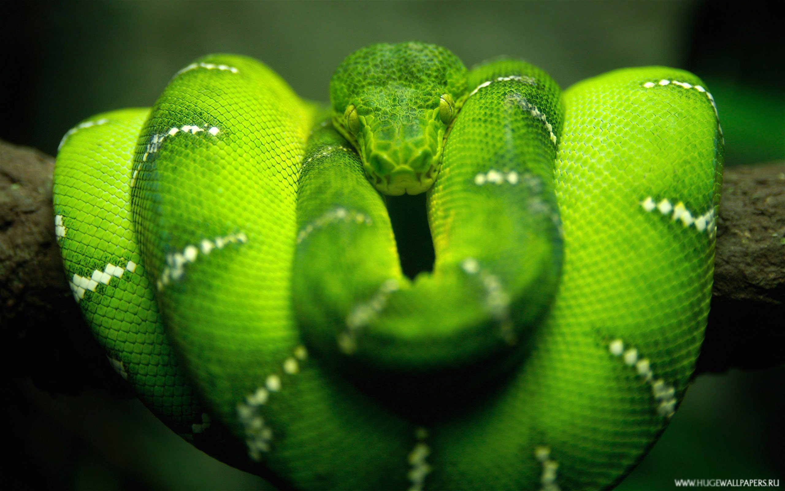 Dangerous Snake  Natural Features Of Kanyang   Background Snake Face HD  wallpaper  Pxfuel