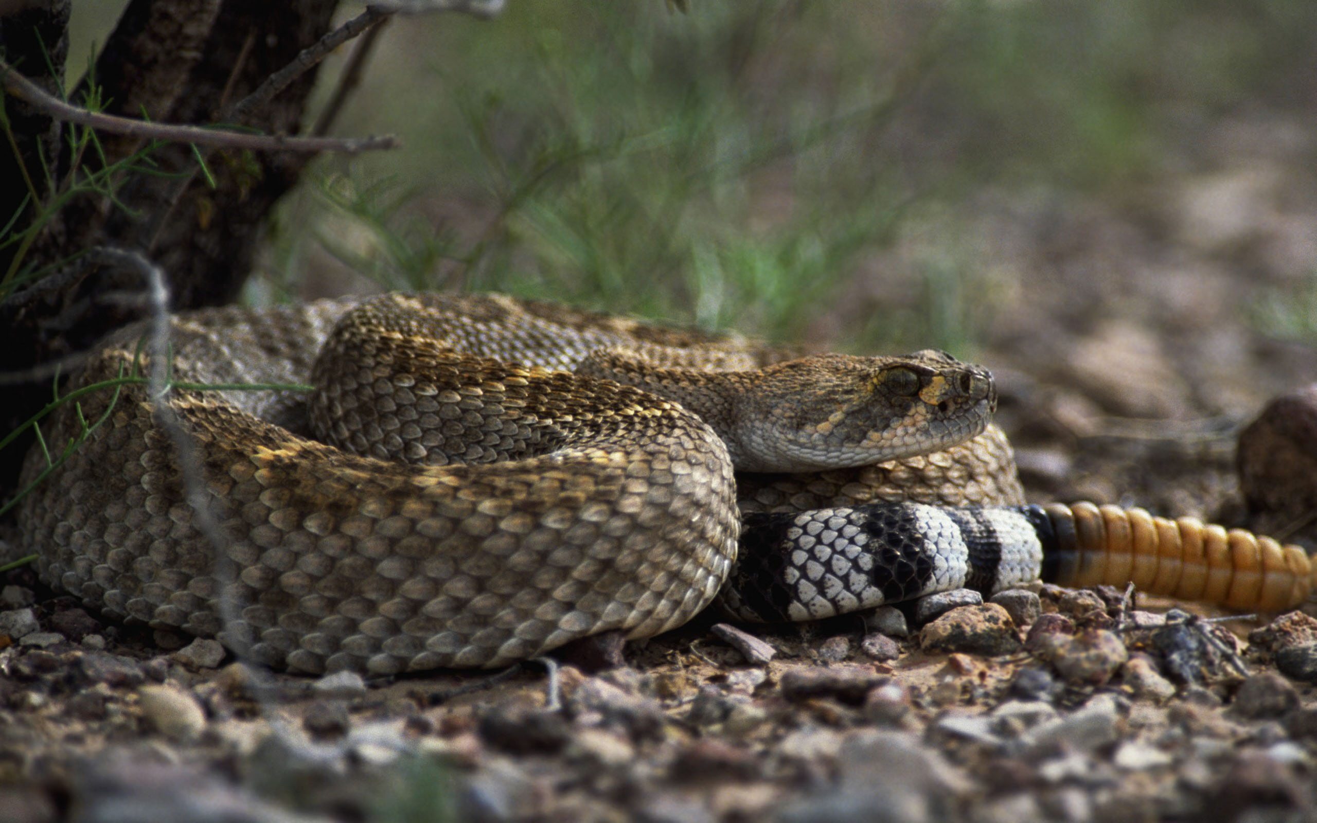 2560x1600 wallpaper images eastern diamondback rattlesnake