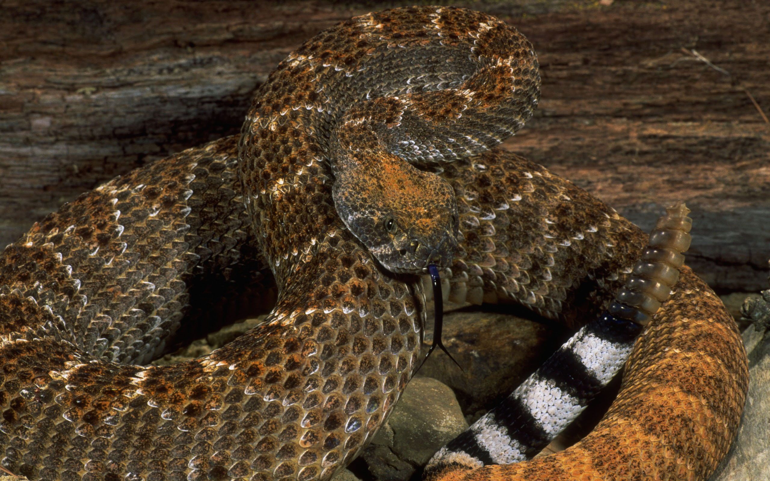 2560x1600 wallpaper images eastern diamondback rattlesnake