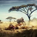 Creative_17