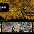 lichens-ie