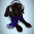 TutorialsCreating a Pet Portrait in Illustrator CS5